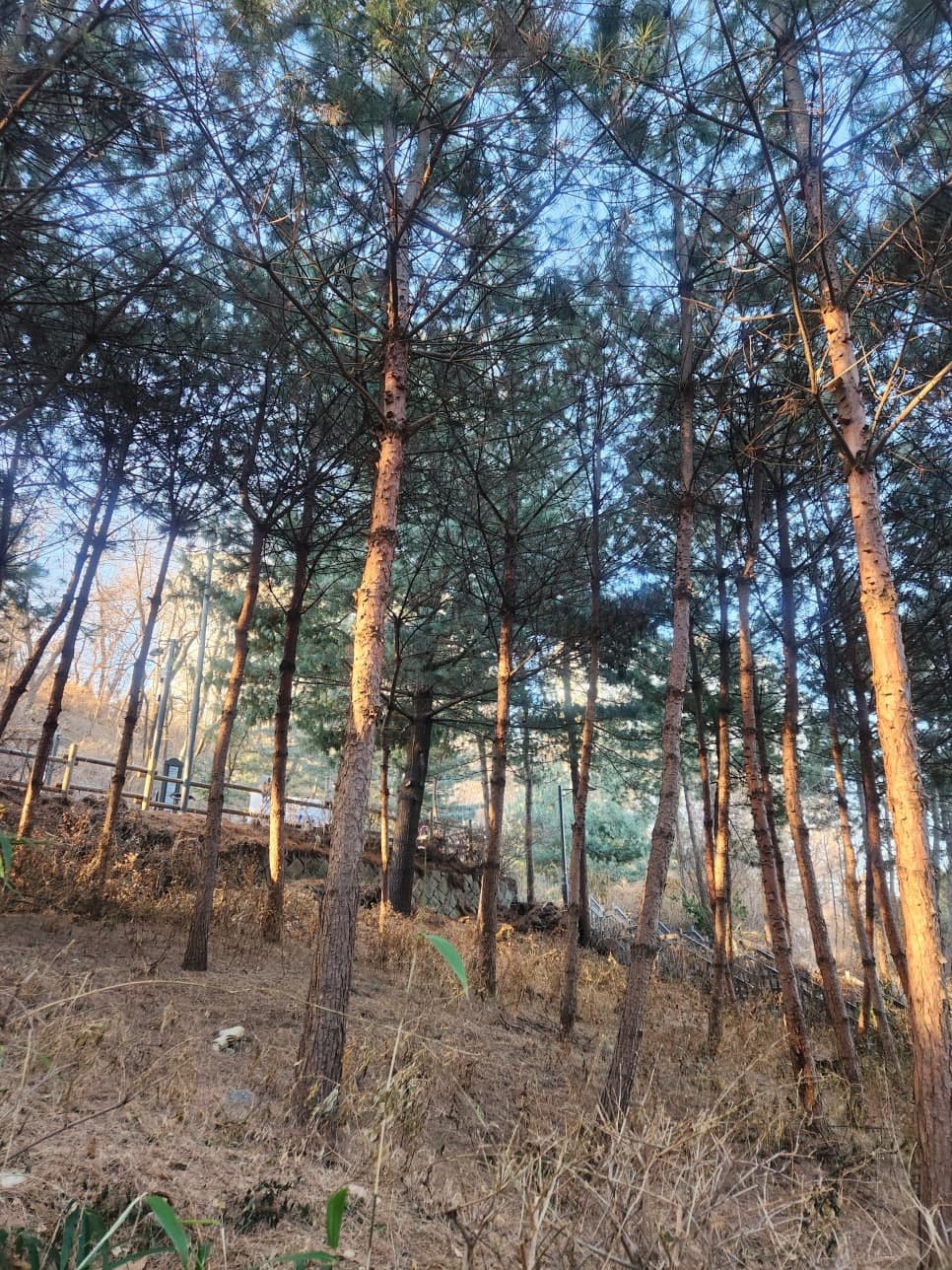 별거 중 양육비, 부양료 청구 관련 법리 검토 이미지 1